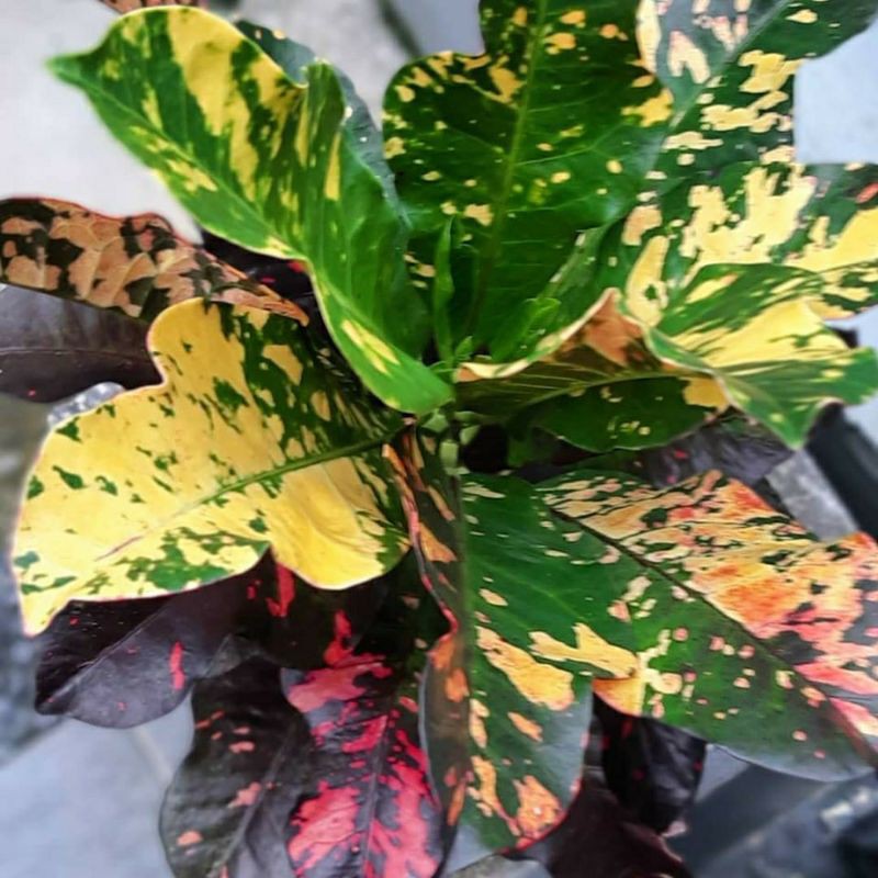 TANAMAN HIAS KOLEKSI PURING OSCAR -TANAMAN HIAS