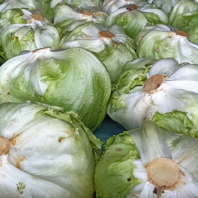 Jual Head Lettuce / Letus / Iceberg Lettuce / Lotus / Selada Bokor