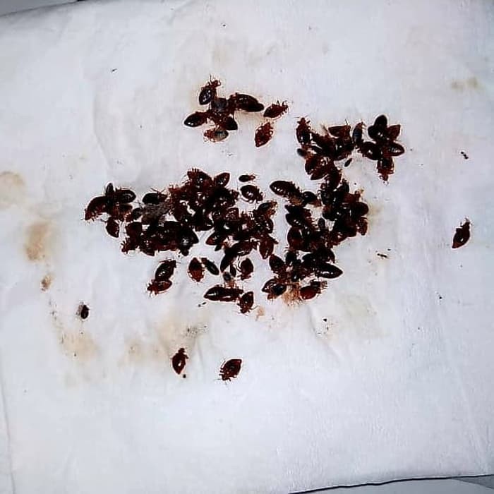 Obat Racun Pembasmi Kutu Busuk-Tumila-Kepinding-Tinggi-Kupret Kasur
