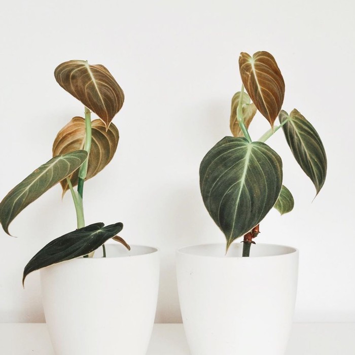 Philodendron Micans, Philodendron Mican Pink, Philodendrons Micans Pink