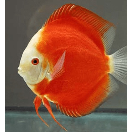 Discus Red Melon