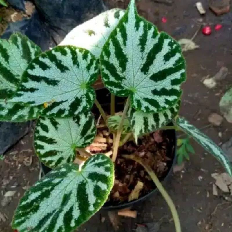 tanaman hias begonia macan hijau putih