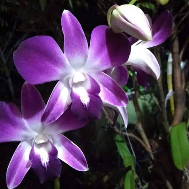 bibit Anggrek dendrobium Sonia Ersakul Dewasa