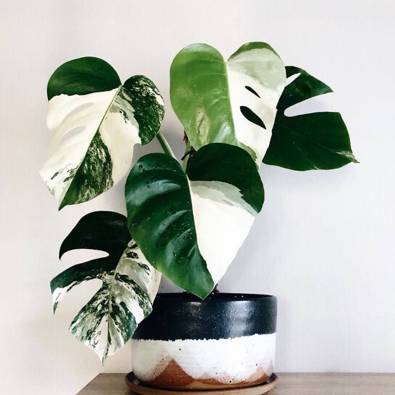 Tanaman Hias Monstera Albo Varigata (Bonggol)