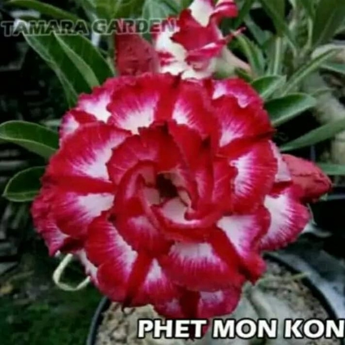 

Bibit bunga kamboja adenium phet mon kon