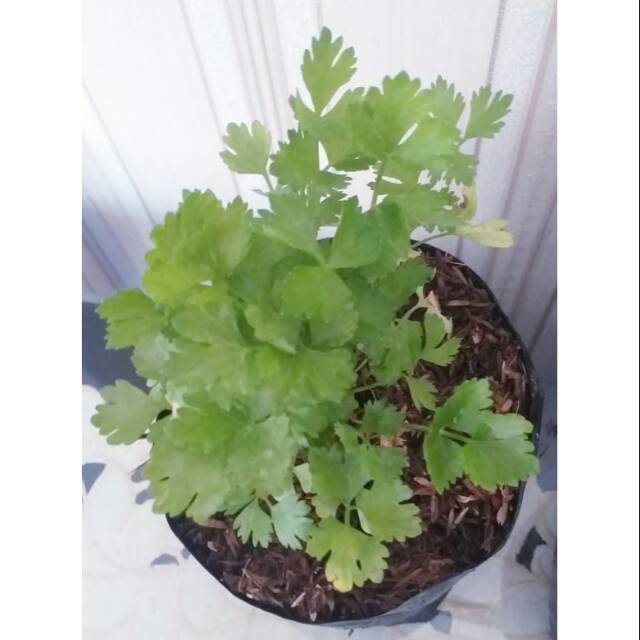 

Daun sledri