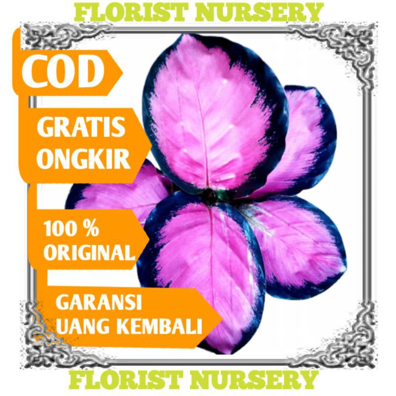 Calathea crimson bibit import rawatan mulus no defect real pict