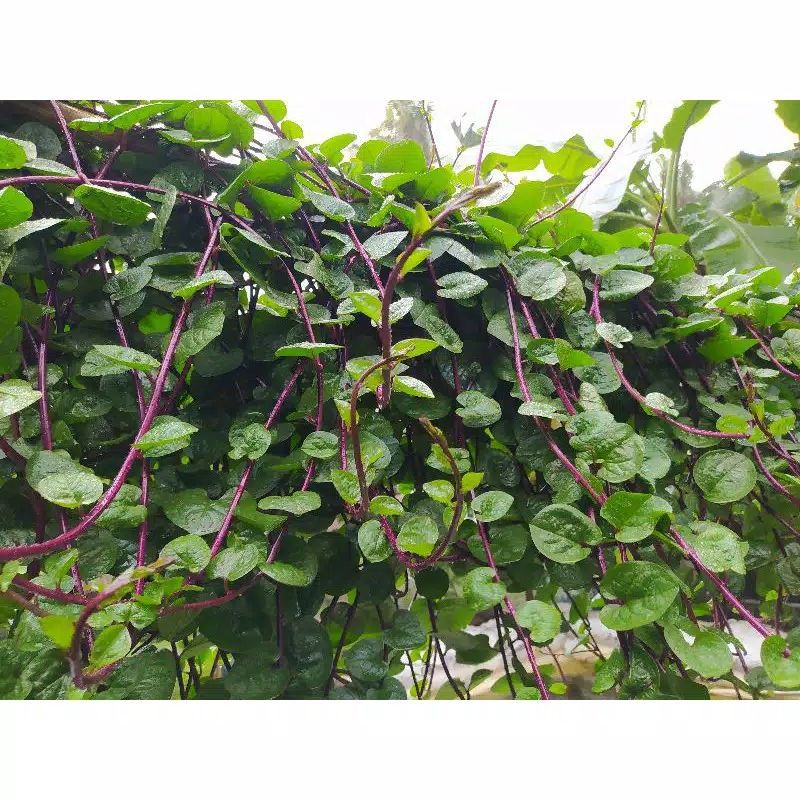 

TERMURAH DAUN BINAHONG MERAH SEGAR 1 KG
