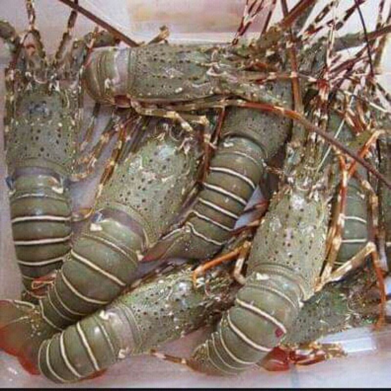 

LOBSTER SEGAR