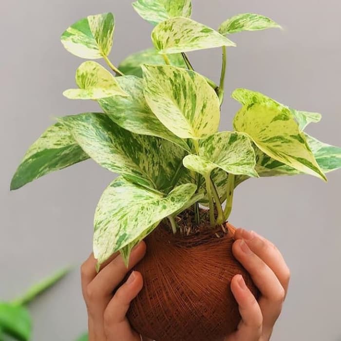 tanaman hias sirih varigata _sirih gading varigata