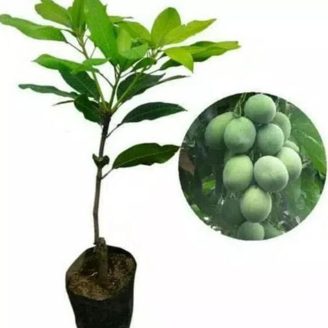 Nh” Bibit Mangga Harum Manis Pohon Mangga Bibit Buah Mangga Harum Manis