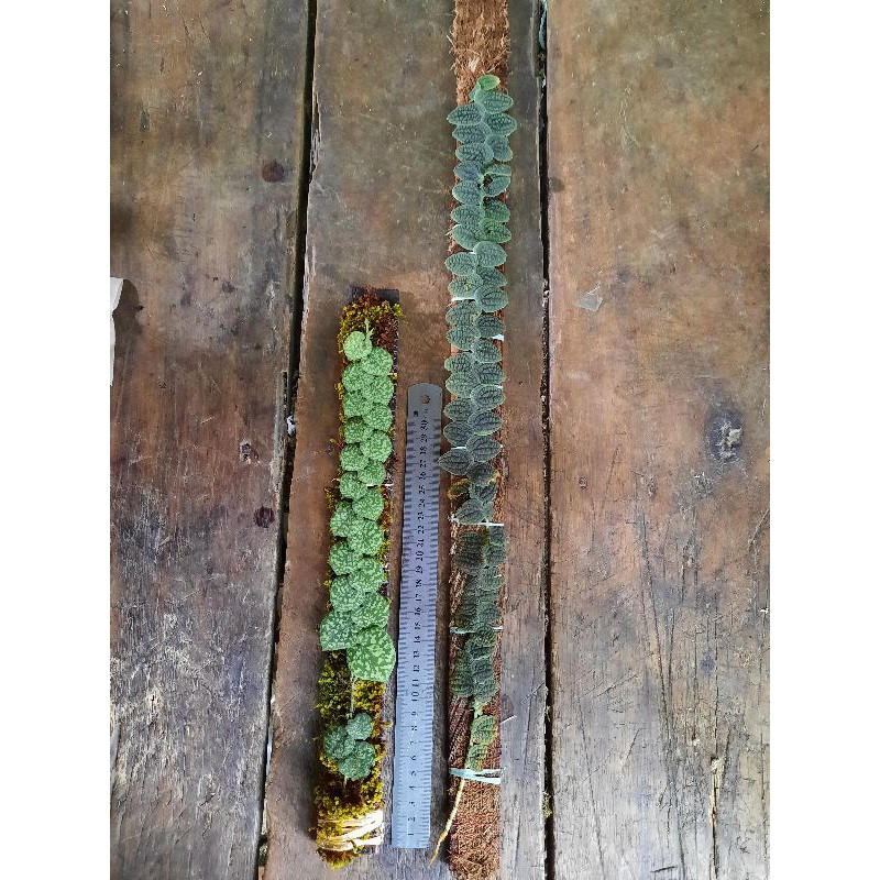 paket piper clypeatum+rhapidiphora sp