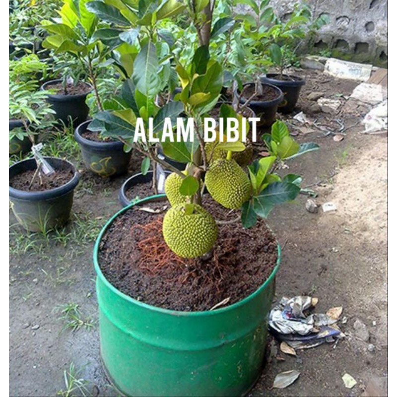 BIBIT NANGKA MINI MANIS (BISA DITARUH POT)