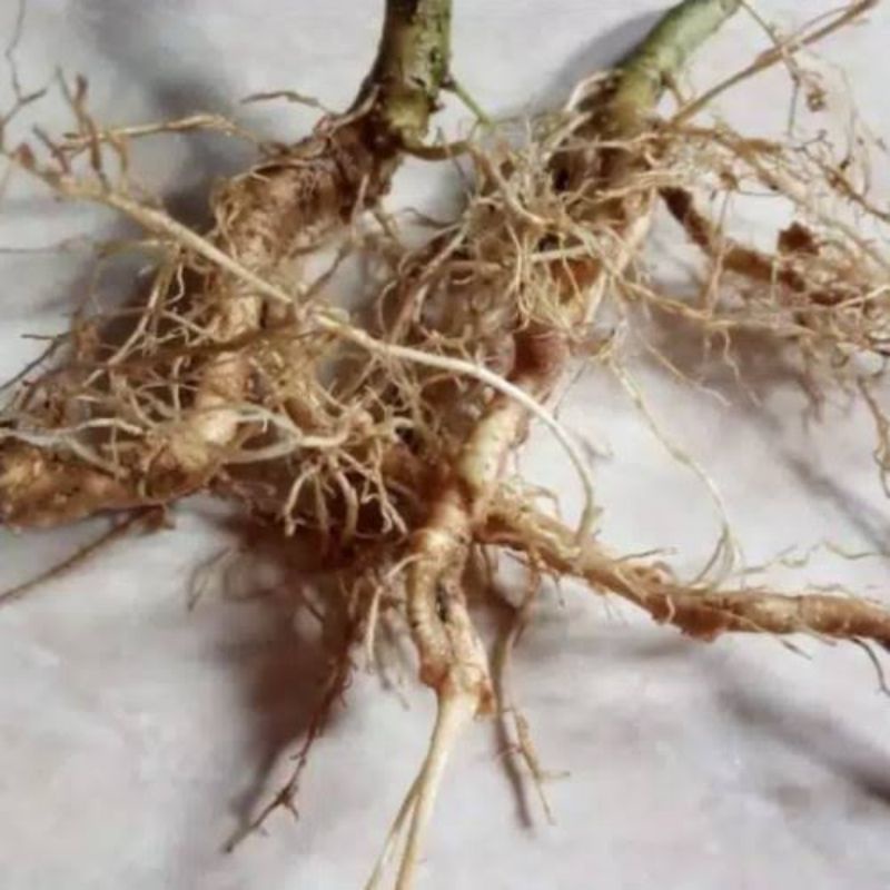 

Akar Cepokak Akar Takokak 1kg