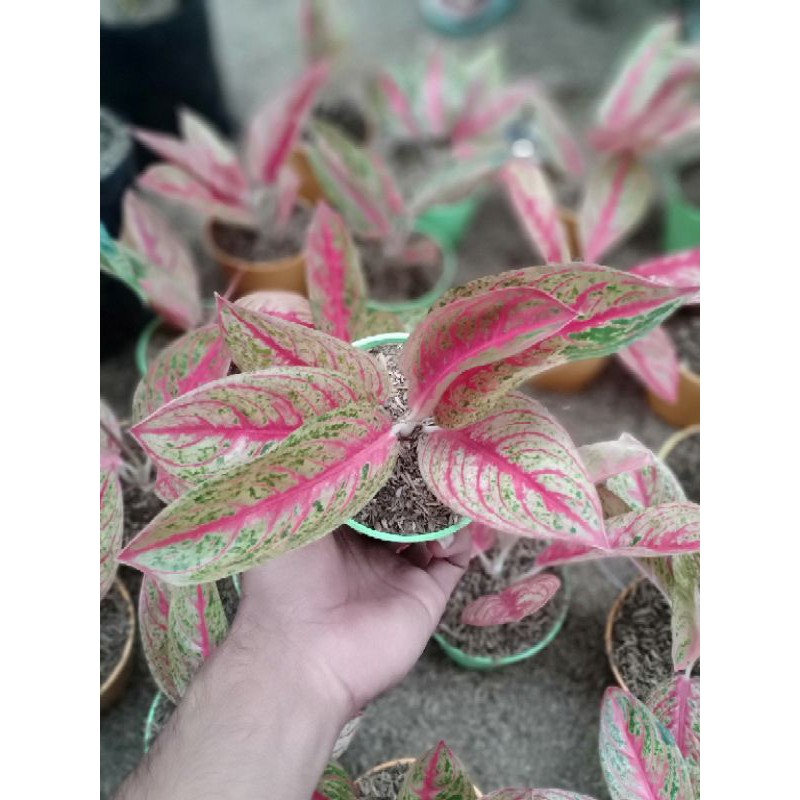 AGLONEMA RED LEGACY REMAJA SUPER MURAH