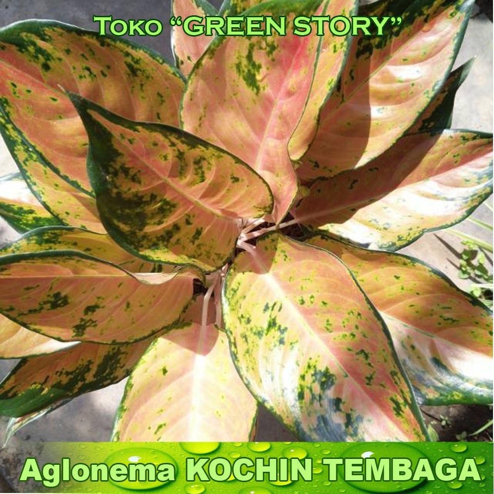 aglonema kochin tembaga | aglonema | aglonema murah | aglaonema | aglaonema murah