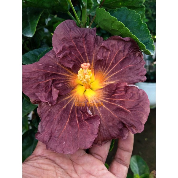 hibiscus import