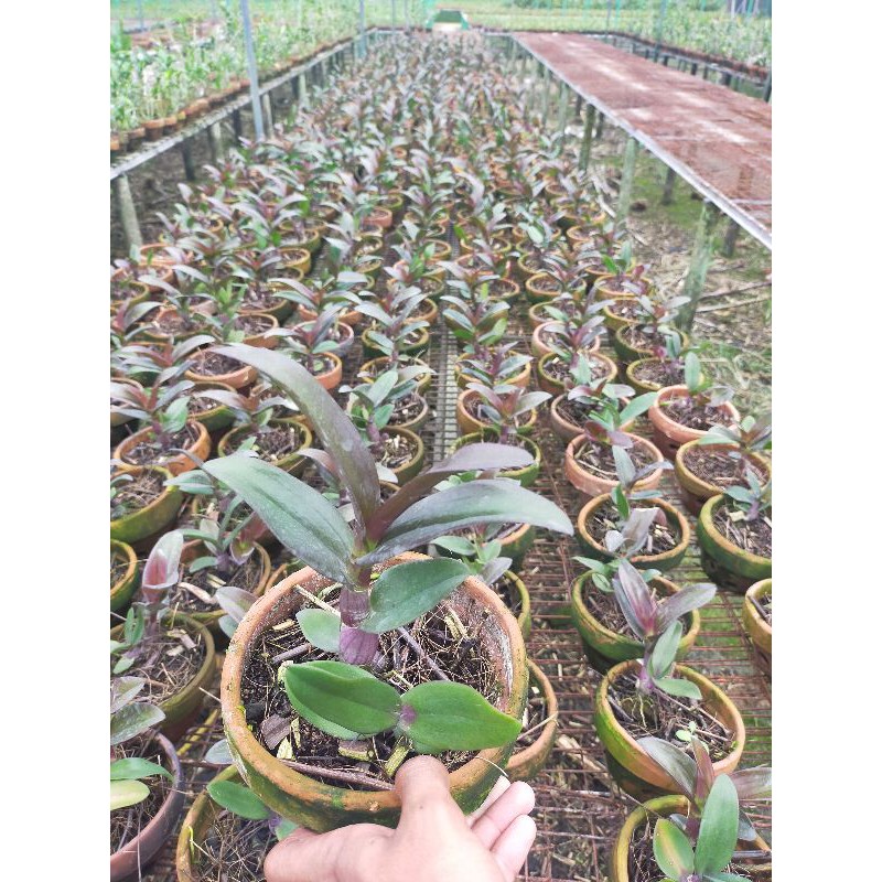 Anggrek Dendrobium Batang ungu