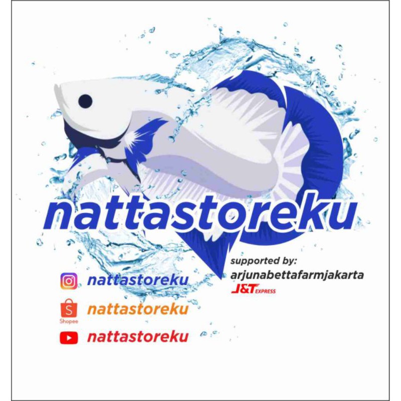 BISA PILIH IKAN CUPANG BETINA FULL TELUR TINGGAL SS INBOX AJA