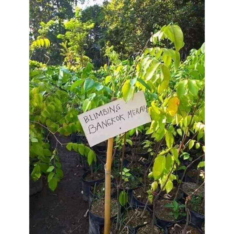 bibit belimbing Bangkok merah
