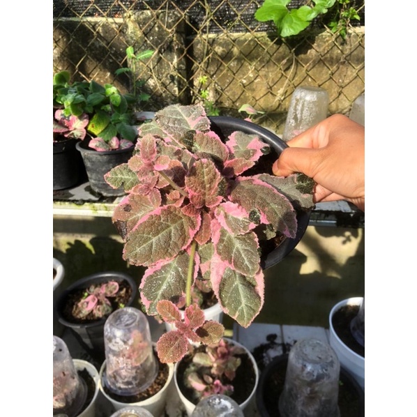 EPISCIA PINK SMOKE