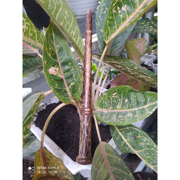 tongkat komando mini kayu liwung macan