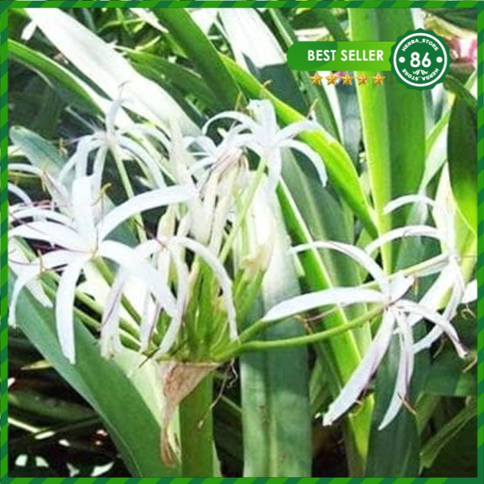 

tanaman herbal bakung Segar Tanaman Herbal Berkhasiat