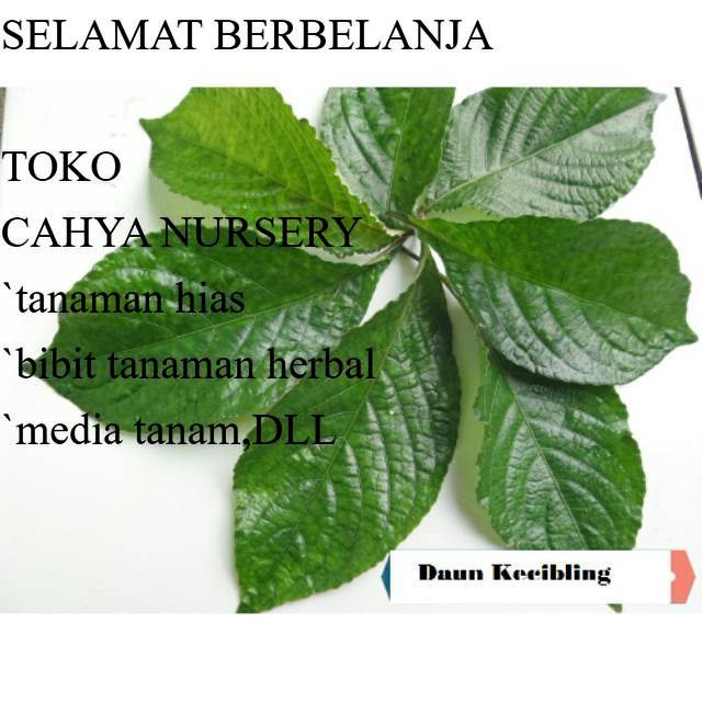 

Ready Daun keji beling atau pecah beling 100gram siap petik non pestiisiida