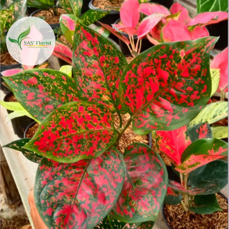Aglaonema Red Spider/Aglonema Red Spider