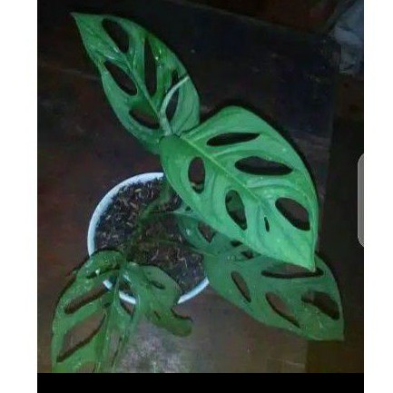 Monstera janda bolong | Pohon monstera | Tanaman hias monstera janda bolong