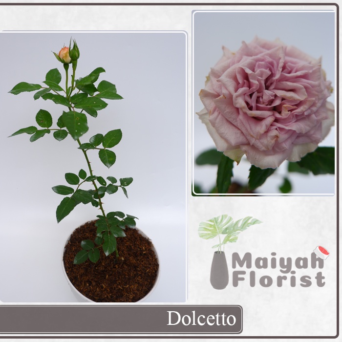 Mawar Import David Austin Dolcetto - Tanaman Hias