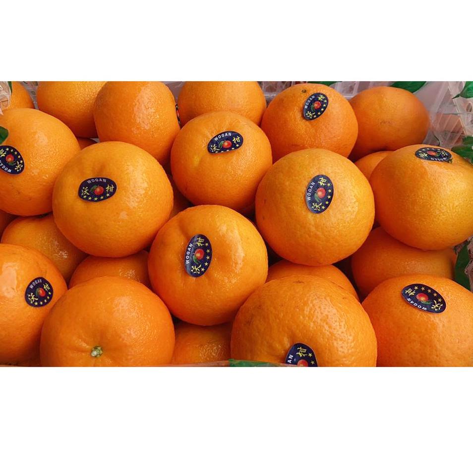 

IO410 BUAH JERUK WOGAN WOKAM PREMIUM JERUK KUPAS IMPORT IMPOR 500 GRAM [HAPPY FRUIT] ❂ 58