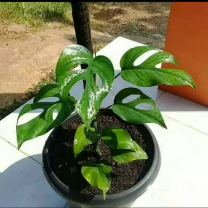 PROMO tanaman hias monstera rhapidopora / pohon monstera rhapidopora