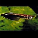 Arowana Silver Black Hitam