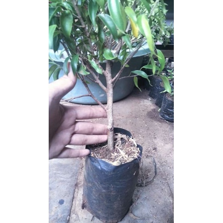 Bibit beringin arjuna bahan bonsai 30-50cm