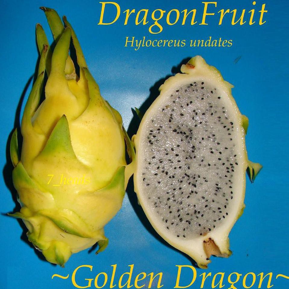 Okulasi Tanaman Tanaman Golden Dragon Fruit - Bibit Buah Naga Kuning Tanpa Duri *_$ Bssg