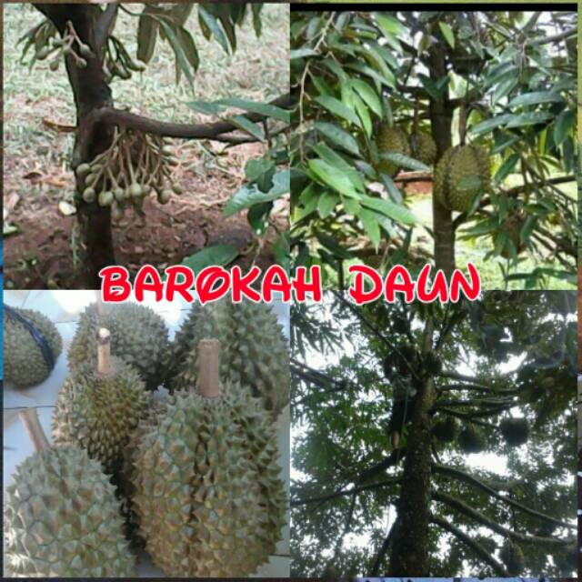 Bibit durian montong asli jaminan berbuah