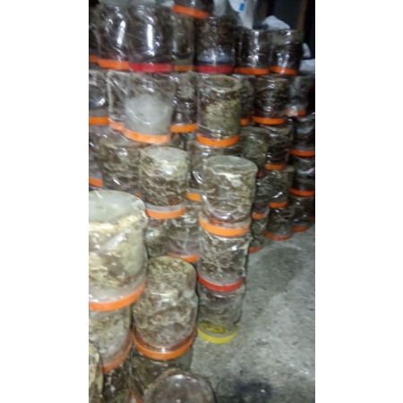 BIBIT KROTO SUPER PRODUKTIF PENGHASIL KROTO