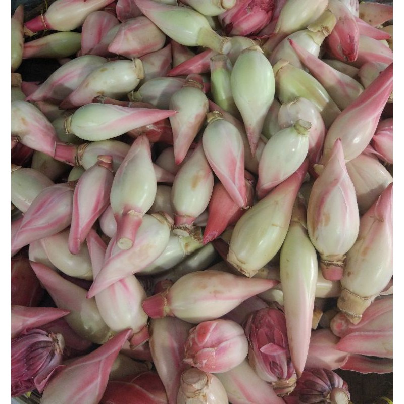 

Kecombrang Kincung Honje Kantan 250gr