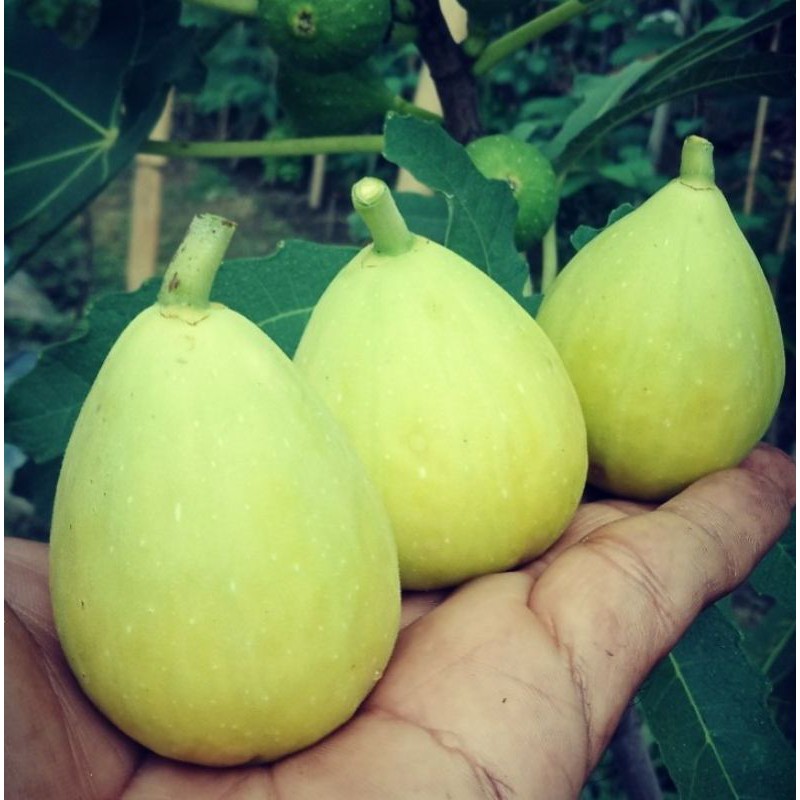 bibit tanaman buah tin aneka varian.. bibit dari induk yg sudah prodksi buah..-5