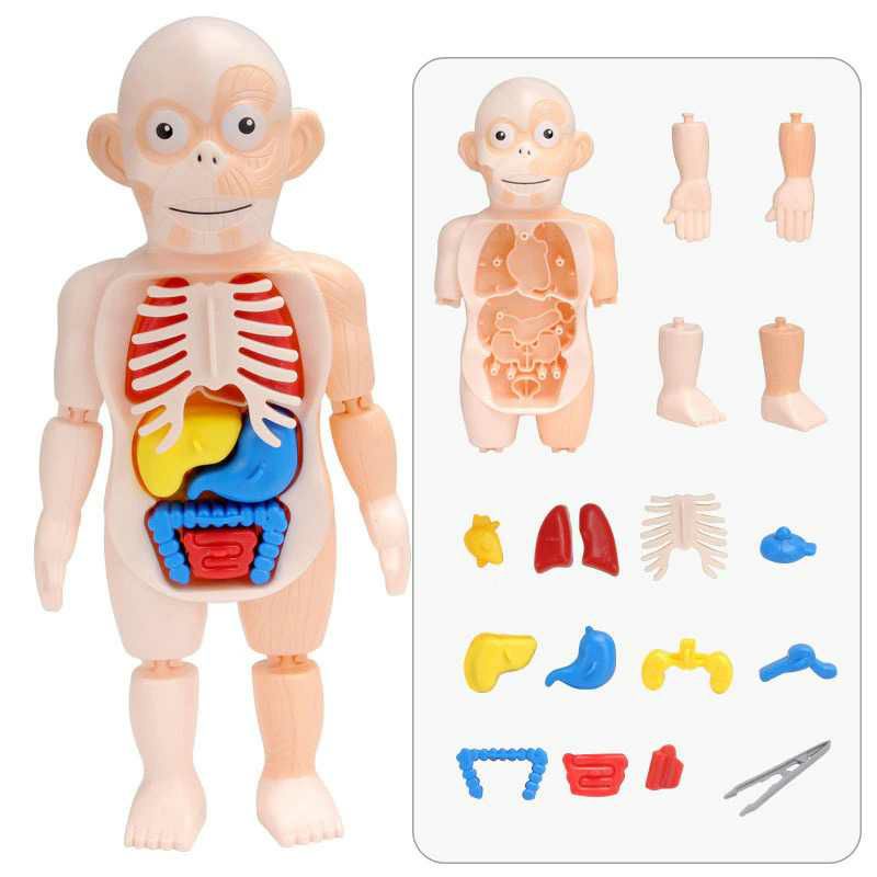 Yokibo Mainan Edukasi Anak Anak Montessori Body Anatomy Children Toy Bagian Tubuh