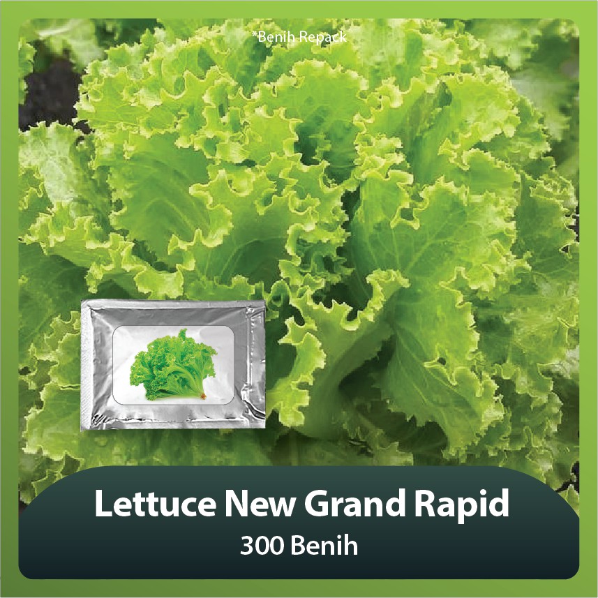 Benih Bibit Lettuce/Selada New Grand Rapid 300 benih