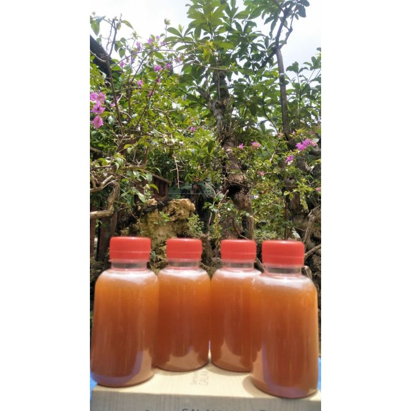 

madu kelanceng keletut asli murah