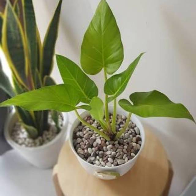 Tanaman Hias Philo Marbel-Philo Marbel