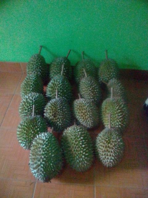 Rok Prisket Parang Bambu Coklat Merah Birel