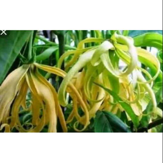 Bibit tanaman pohon bunga kenanga bibit kenanga