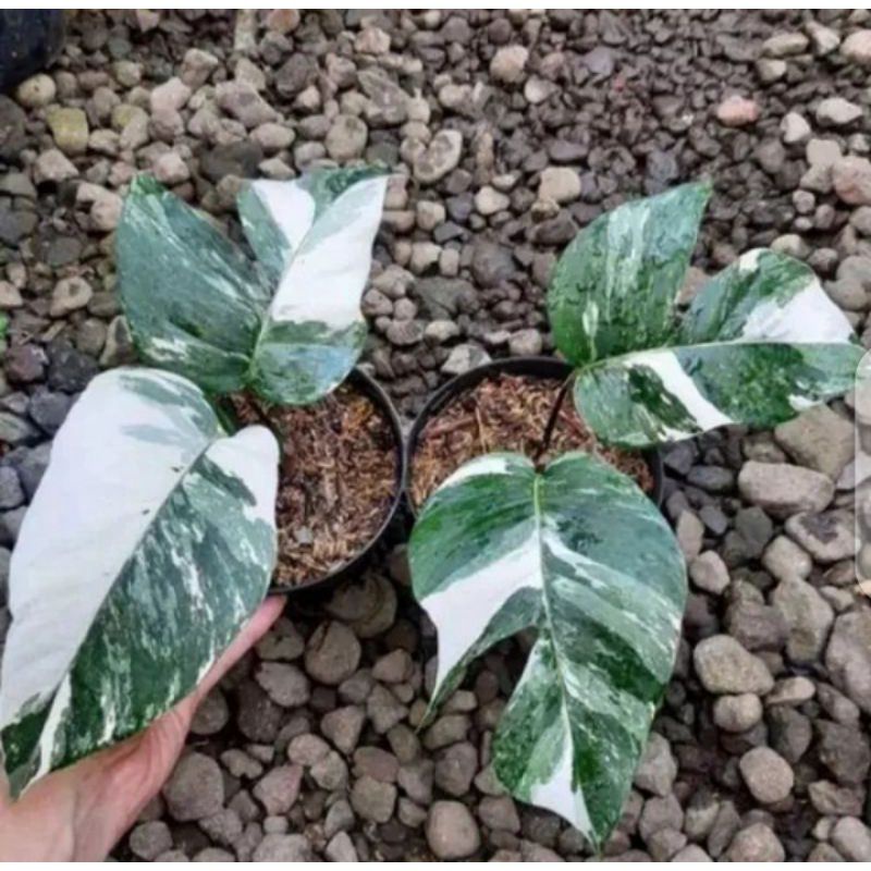Bonggol Monstera Variegata Epipremnun