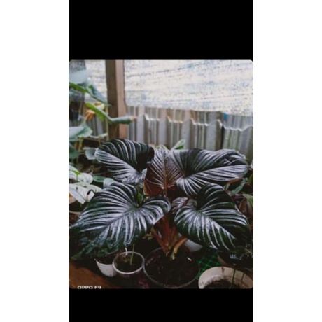 rawatan homalomena black