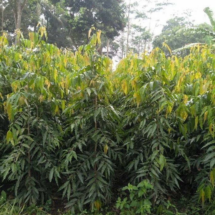 Tanaman Hias Glodokan Tiang Pohon Glodokan Tiang Ukuran Besar murah