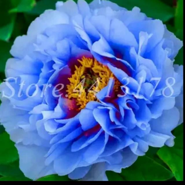 benih bibit biji bunga peony 19